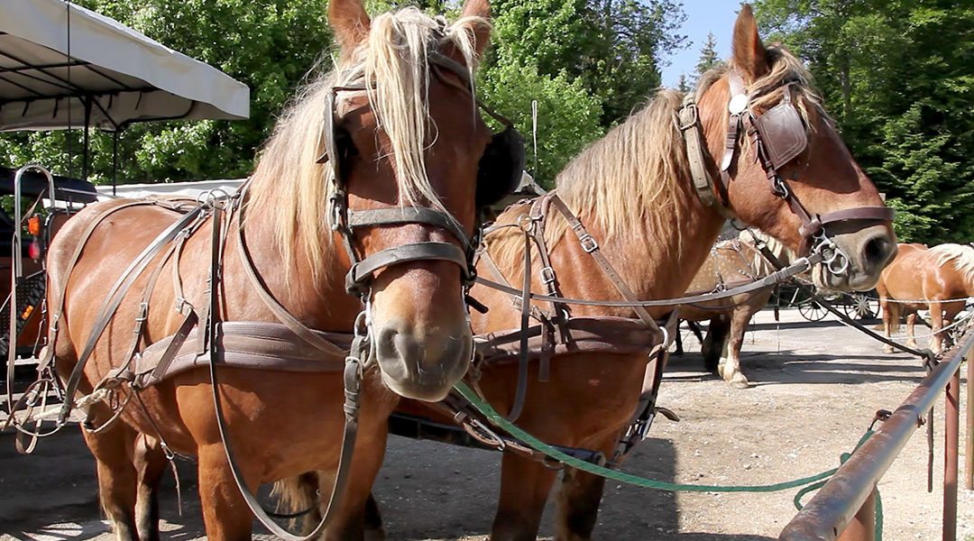 Le cheval Comtois